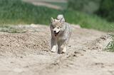 CHIEN FINNOIS DE LAPONIE 596